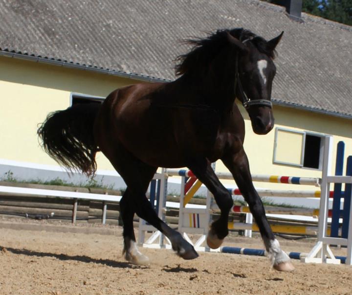 Welsh Cob Valando bij Anne 2